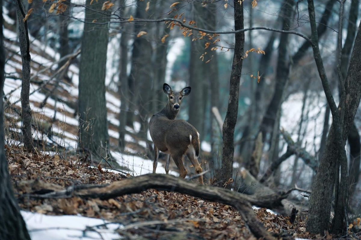 A whitetail doe on a snowy wooded hillside, stopped among bare trees and looking back over her shoulder at the camera.