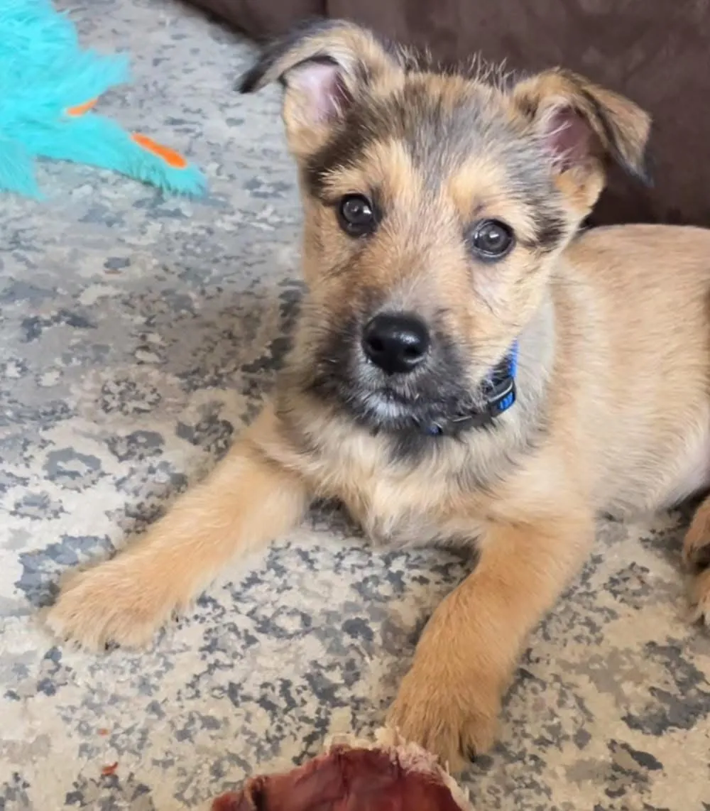 Indi as a small tan puppy with a dark muzzle and both ears folded forward, lying on a mottled gray-and-tan rug in a blue collar, looking up at the camera. A turquoise plush toy sits at the edge of the frame and a chew rests by her front paw.