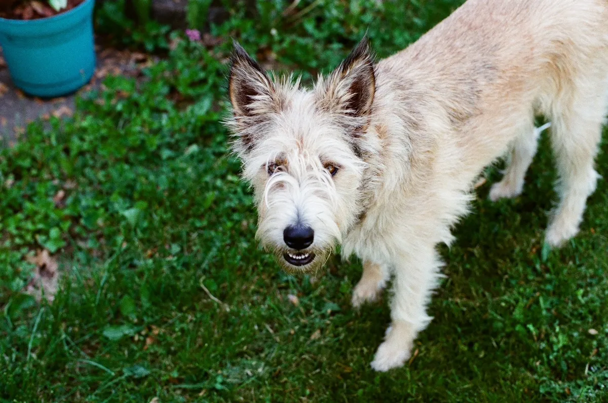 Indi stands on clover-dotted grass looking up at the camera, her pale wiry coat scruffed around her face, dark-tipped ears upright and mouth open with her bottom teeth showing, a turquoise planter at the edge of the frame.