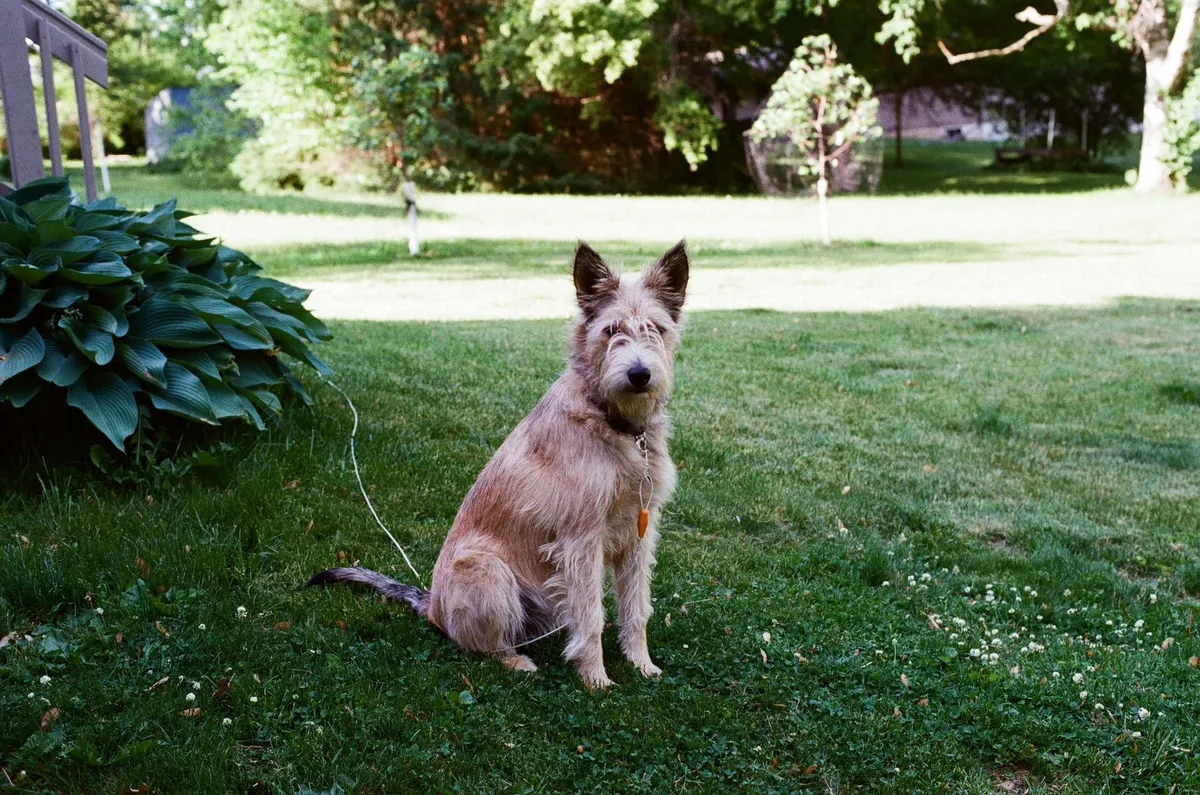 Indi, grown and wiry-coated, sits on green grass in the shade of a backyard, tall ears up and tail curled behind her, a cable lead running to her collar. A broad-leafed hosta bush rises to her left and sunlit lawn and trees fill the background.