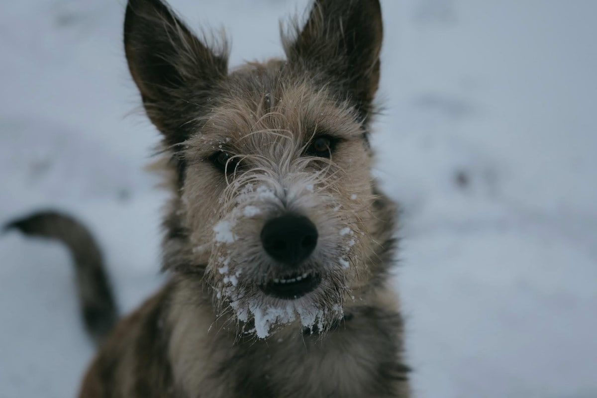 Indi, a scruffy young dog with wiry tan-and-gray fur and tall upright ears, looks straight into the camera, snow clumped across her muzzle and chin and flecked in the fur above her eyes. Her mouth hangs slightly open, bottom teeth just showing, and the snow-covered ground behind her falls away out of focus, her tail a blur at the left edge of the frame.